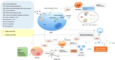 MicroRNAs: Mediators and Therapeutic Targets to Airway Hyper Reactivity After <mark class="highlighted">Respiratory Syncytial Virus Infection</mark>